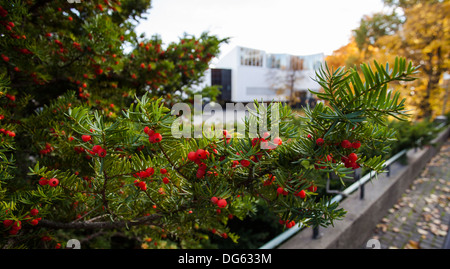 Beeren der Europäischen Eibe (Taxus Baccata) Stockfoto