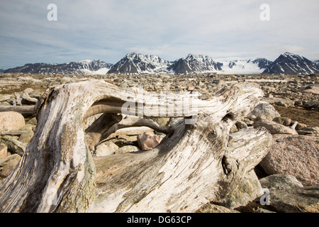 Drift Holz von sibirischen Wälder an der Küste bei Smeerenburg gespült (79 ° 44 ' n 011 ° 04' e) am nördlichen Svalbard. Stockfoto