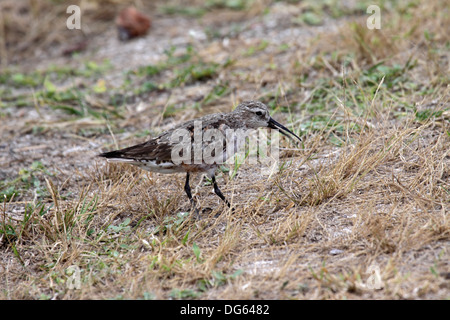 Sichelstrandläufer auf Nahrungssuche in kurzen Vegetation auf Landebahn in den Seychellen Stockfoto