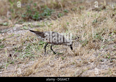 Sichelstrandläufer auf Nahrungssuche in kurzen Vegetation auf Landebahn in den Seychellen Stockfoto