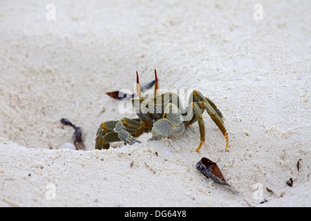 Gehörnte Ghost Krabben am Rande seiner Burrow am Strand in den Seychellen Stockfoto