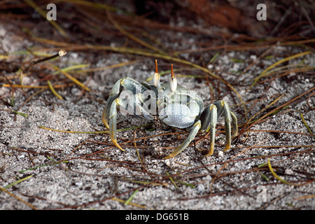 Gehörnte Ghost Krabben am Strand in den Seychellen Stockfoto