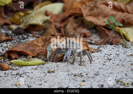 Ghost Landkrabben auf Bird Island Stockfoto