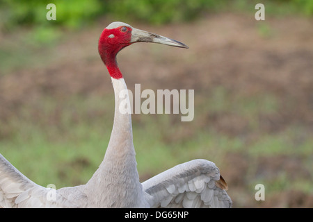 Balz Stilicho Kranich (Grus Antigone) Stockfoto