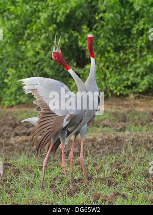 Balz Stilicho Kranich (Grus Antigone) Stockfoto