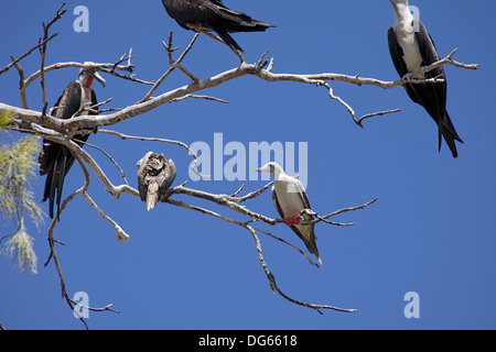 Red footed Tölpel blassen Phase in Roost Baum mit Fregattvögel in den Seychellen Stockfoto