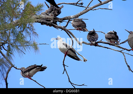 Red footed Sprengfallen Schlafplatz in den Seychellen Stockfoto