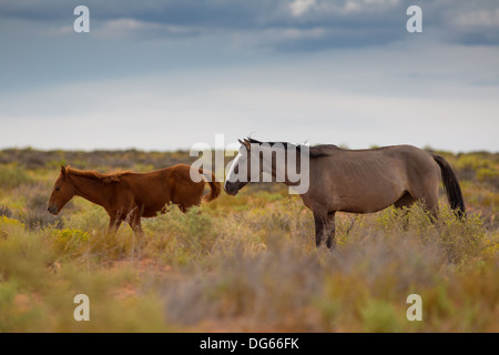 Wilde Pferde In Utah in der Nähe des Monument Valley, innerhalb der Navajo-Indianer-Reservat Stockfoto