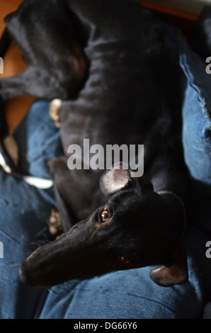 Schwarzen spanischen Windhund beginnt ein neues Leben gerettet, nachdem von einem Jäger, in einem Zustand der fortgeschrittenen Unterernährung aufgegeben Stockfoto