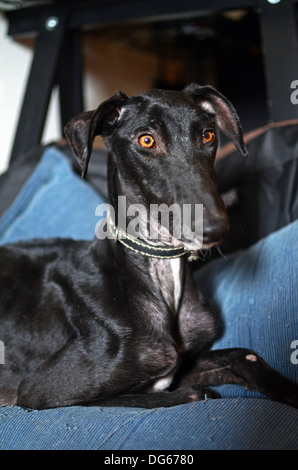 Schwarzen spanischen Windhund beginnt ein neues Leben gerettet, nachdem von einem Jäger, in einem Zustand der fortgeschrittenen Unterernährung aufgegeben Stockfoto