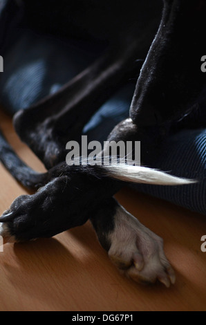 Schwarzen spanischen Windhund beginnt ein neues Leben gerettet, nachdem von einem Jäger, in einem Zustand der fortgeschrittenen Unterernährung aufgegeben Stockfoto