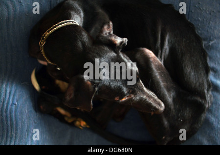 Schwarzen spanischen Windhund beginnt ein neues Leben gerettet, nachdem von einem Jäger, in einem Zustand der fortgeschrittenen Unterernährung aufgegeben Stockfoto