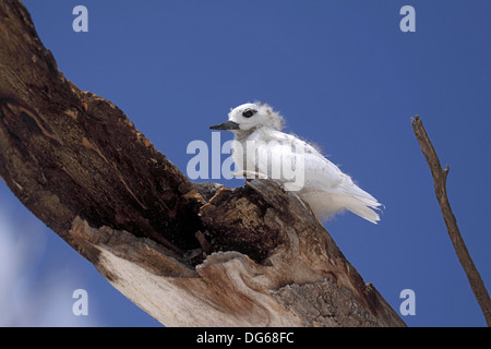 Weiß oder Fairy Tern Küken auf Bird Island-Seychellen Stockfoto