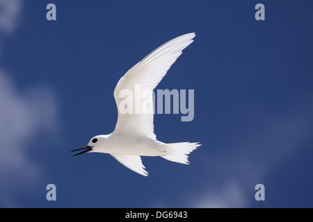 Weiß oder Fairy Tern aufrufen im Flug auf Bird Island-Seychellen Stockfoto