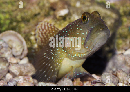 gelbe Grundel, Cryptocentrus cinctus Stockfoto