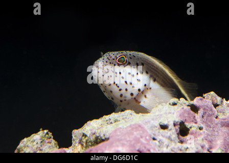 Blackside Hawkfish, Paracirrhites forsteri Stockfoto