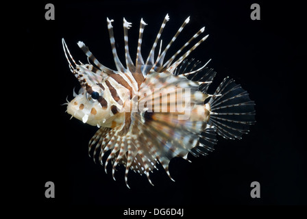 Zebra Rotfeuerfische, Dendrochirus zebra Stockfoto