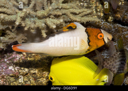 Bicolor Papageienfisch, Cetoscarus bicolor, juvenile Stockfoto