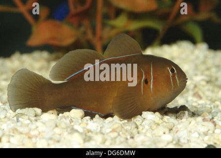 Poison Grundel, Gobiodon citrinus Stockfoto