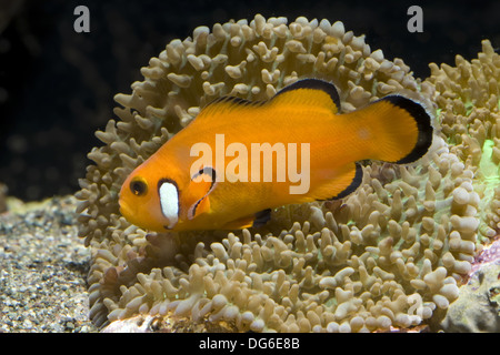 Ocellaris Clownfisch Amphiprion ocellaris Stockfoto