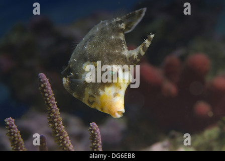 Borsten-Tail Datei-Fisch, Acreichthys tomentosus Stockfoto