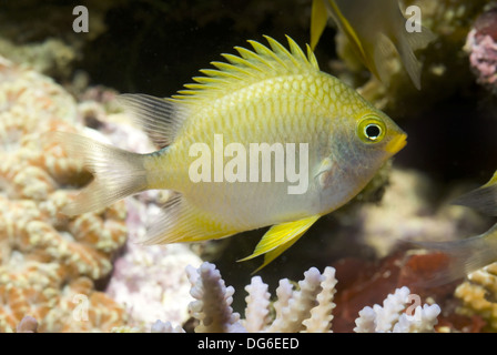 Goldene Riffbarsche, Amblyglyphidodon aureus Stockfoto