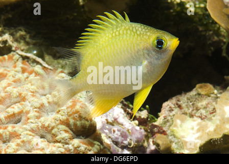 Goldene Riffbarsche, Amblyglyphidodon aureus Stockfoto