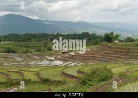 Reisfelder in Birma (Myanmar) Stockfoto