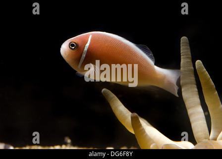 Rosa Stinktier Clownfische, Amphiprion perideraion Stockfoto