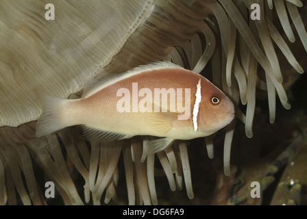 Rosa Stinktier Clownfische, Amphiprion perideraion Stockfoto