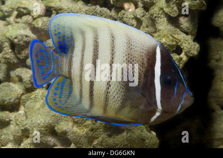 Sixbar Kaiserfisch, Pomacanthus sexstriatus Stockfoto