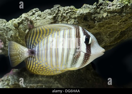 DesJardin der Segelkärpflinge Tang, Zebrasoma desjardinii Stockfoto