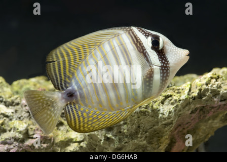 DesJardin der Segelkärpflinge Tang, Zebrasoma desjardinii Stockfoto