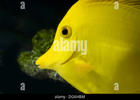 gelbe Tang, Zebrasoma flavescens Stockfoto