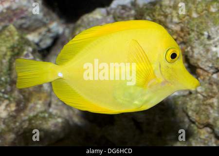 gelbe Tang, Zebrasoma flavescens Stockfoto