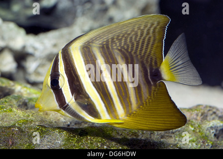 Segelkärpflinge Tang, Zebrasoma veliferum Stockfoto