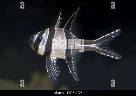 Banggai Kardinal Fische, Pterapogon kauderni Stockfoto