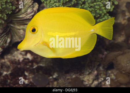 gelbe Tang, Zebrasoma flavescens Stockfoto