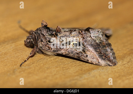 Silber Y Moth Autographa Gamma auf A Bank In The Wildlife Centre, Carsington Wasser, Derbyshire Stockfoto