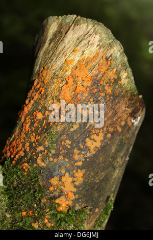 Gemeinsamen Jelly Spot Pilze Dacrymyces stillatus Stockfoto