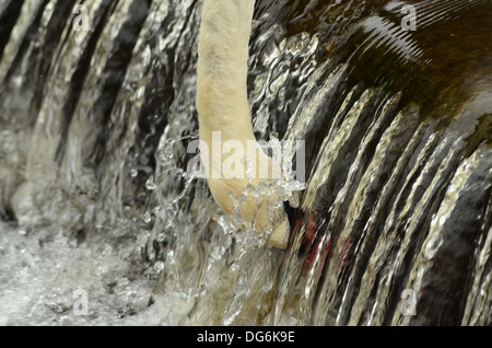 Swan Fütterung an ein Wehr mit Kopf unter Wasser getaucht Stockfoto