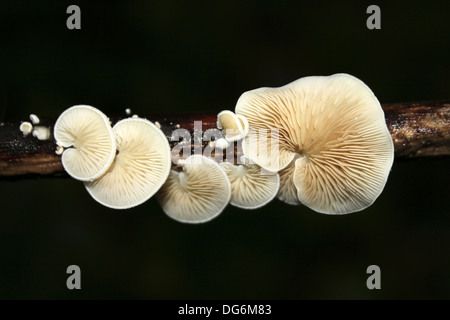 Oysterling Pilze Crepidotus SP. am Carsington Wasser, Derbyshire, UK Stockfoto