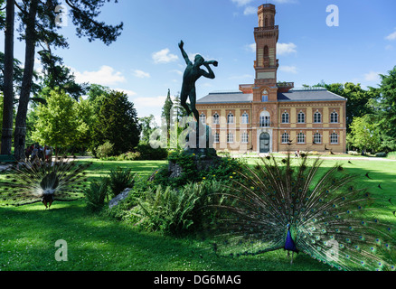 Frankreich, Midi-Pyrénées - Tarbes. Le Jardin Massey, öffentlichen Park. Musée Massey. Pfau. Stockfoto