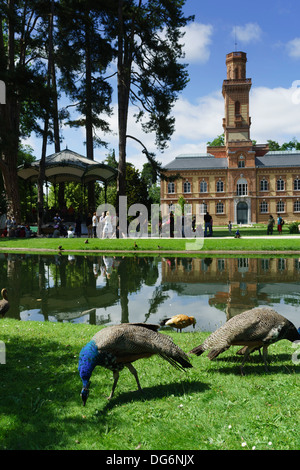 Frankreich, Midi-Pyrénées - Tarbes. Le Jardin Massey, öffentlichen Park. Musée Massey. Pfau. Stockfoto