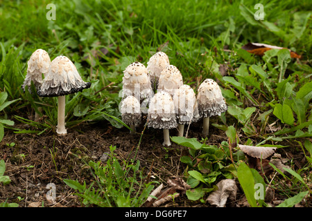 Shaggy Tinte Cap Pilz Rechtsanwälte Perücke Shaggy Mähne Stockfoto