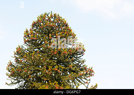 Monkey Puzzle Tree (Araucaria Araucana) Stockfoto