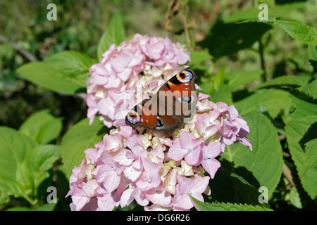 Tagpfauenauge auf eine Hortensie Blume ruhen, Nymphalis Io Stockfoto