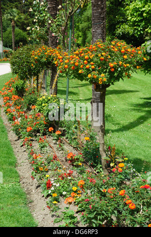 Frankreich, Midi-Pyrénées - Tarbes. Le Jardin Massey, öffentlichen Park. Rosen. Stockfoto