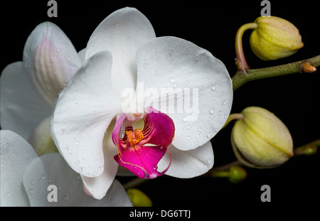 Blume des eine Phalaenopsis Orchidee mit Knospen Stockfoto