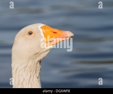 Schließen Sie herauf Bild von einem Embden goose Stockfoto